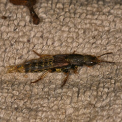 Platydracus maculosus