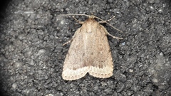 Amphipyra glabella