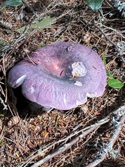 Russula xerampelina