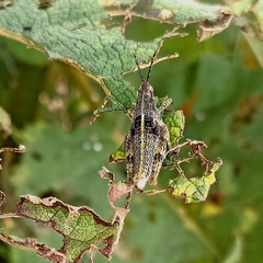 Sphenarium