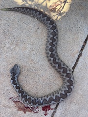 Vipera ammodytes