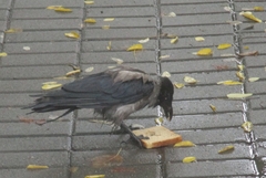 Corvus cornix