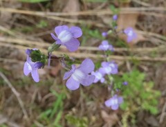 Nuttallanthus canadensis