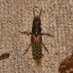 Platydracus maculosus