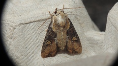 Lateroligia ophiogramma