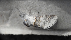 Furcula occidentalis