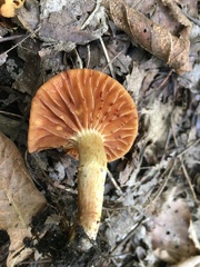 Cortinarius distans