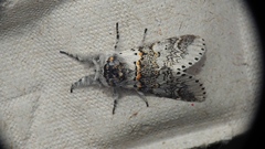 Furcula occidentalis