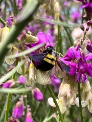 Xylocopa caffra