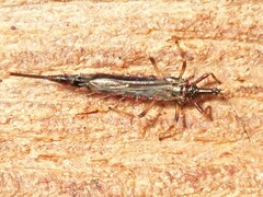 Idolothrips spectrum