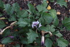 Datura metel