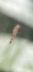 Uloborus