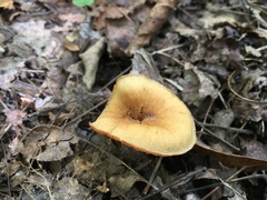 Cortinarius distans