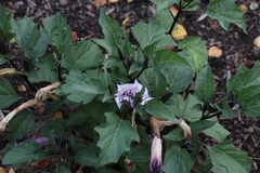 Datura metel