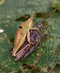 Sphenarium