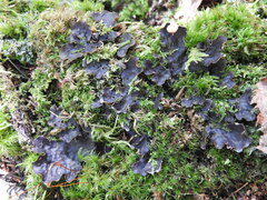 Peltigera horizontalis