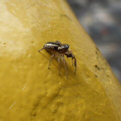Pelegrina flavipes