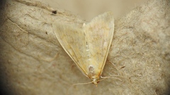 Ostrinia nubilalis