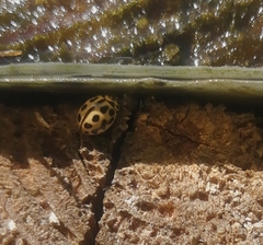 Tytthaspis sedecimpunctata