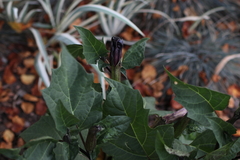 Datura metel