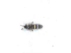 Orchesella