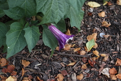 Datura metel