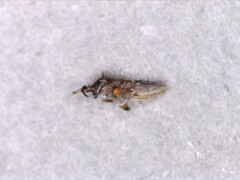 Orchesella
