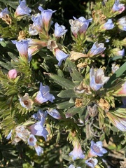 Lobostemon fruticosus