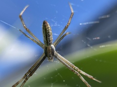 Argiope protensa