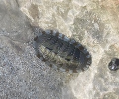 Chiton