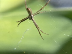 Argiope protensa