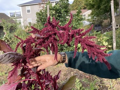 Amaranthus
