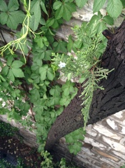 Platycladus orientalis