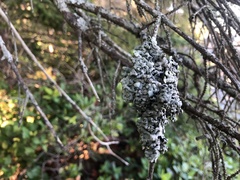 Hypogymnia enteromorpha