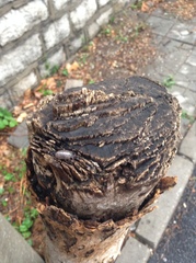 Armadillidium vulgare