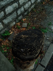 Armadillidium vulgare