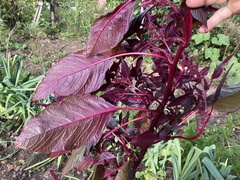 Amaranthus