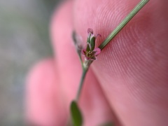 Polygonum aviculare