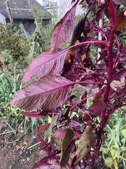 Amaranthus