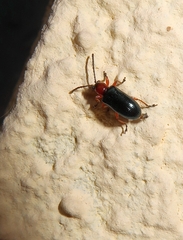 Oulema melanopus