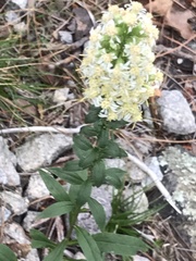 Solidago bicolor
