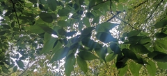 Ulmus glabra