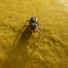 Pelegrina flavipes
