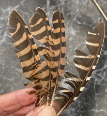 Gallirallus philippensis