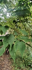 Ulmus glabra