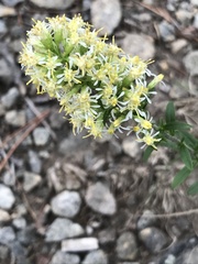 Solidago bicolor