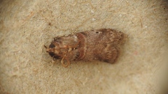 Acrobasis angusella