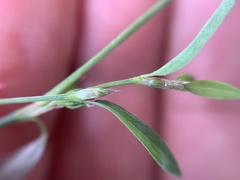 Polygonum aviculare