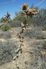 Atriplex portulacoides
