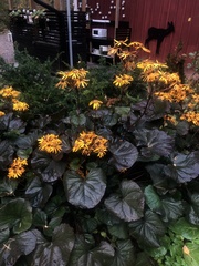 Ligularia dentata